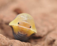 Rubber Duckies Isopods Care Guide