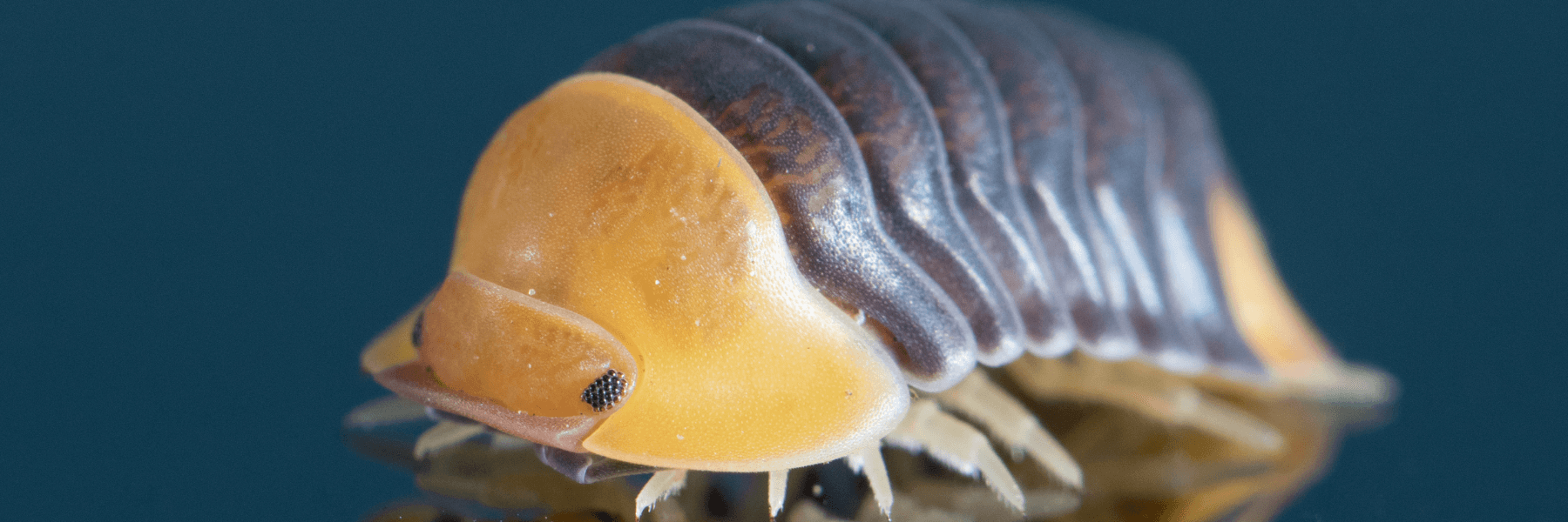 9.49 Isopod Food For Sale (Price Includes Shipping)