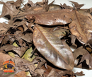 Mixed Leaf Litter | Magnolia & Pin Oak Blend (1 or 2 Gallons)