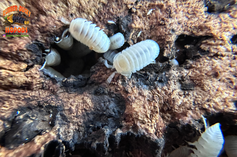 White Eyed Cubaris Murina Isopods