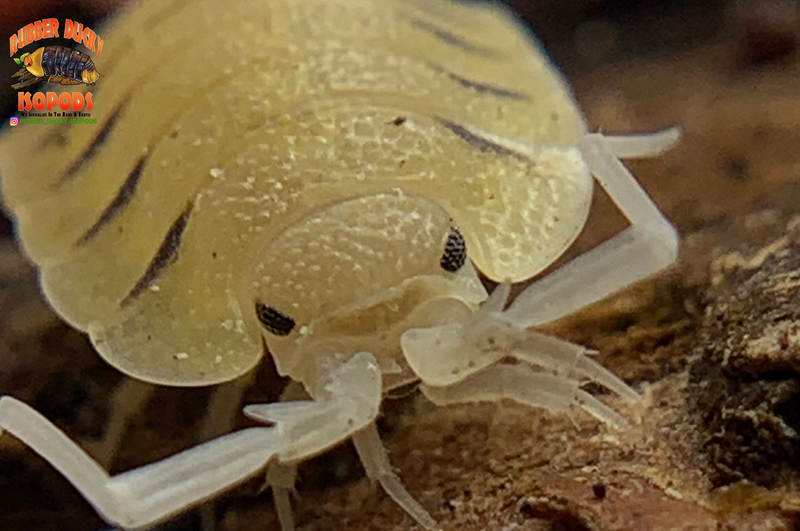 "Bolivari" SUPREME Bright Yellow Isopods (Porcellio bolivari) 6 Count