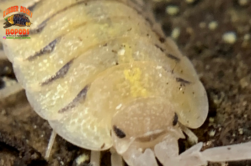 "Bolivari" SUPREME Bright Yellow Isopods (Porcellio bolivari) 6 Count