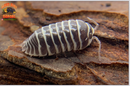 "Zebra" Fan Favorite Isopods (Armadillidium maculatum) 10-25 Count