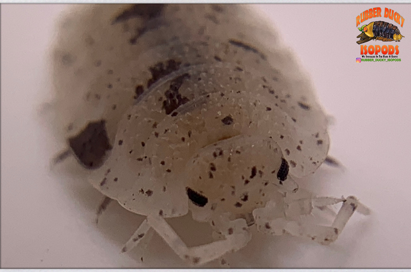 "Dalmatian" THE Reptile Feeder Isopods (Porcellio scaber) 10-25 Count
