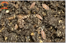 "Dwarf Purple Isopods "Coasta Rican" (Trichoniscus sp.) 20+ Count