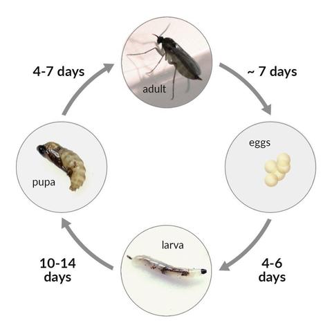 The Biodiversity Fungus Gnat Eradicator (Rove Beetle, Predatory Mites)
