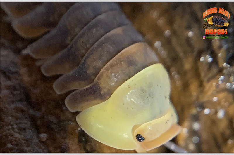 "Rubber Ducky" SOUGHT AFTER Designer Isopods (Cubaris sp)  6 Count