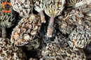 Magnolia Tree Seed Pods (Tennessee Mountains Elevation 5,512)