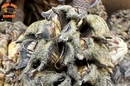 Magnolia Tree Seed Pods (Tennessee Mountains Elevation 5,512)
