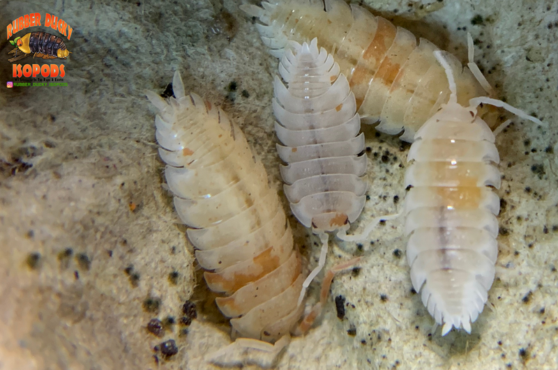 "Orange Dalmatians" Reptile Feeder Isopods (Porcellio scaber) 10 Count