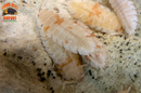"Orange Dalmatians" Reptile Feeder Isopods (Porcellio scaber) 10 Count