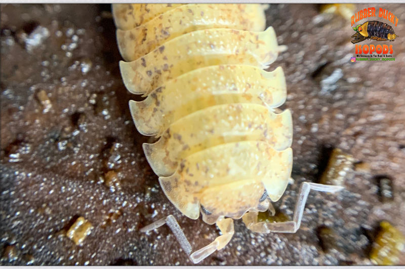 "Orin's Calico" Clean Up Crew Isopods (Porcellio scaber) 10-25 Count