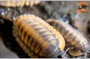"Red Tiger" ULTRA-ULTRA RARE Designer Isopods (Cubaris sp) 6 Count