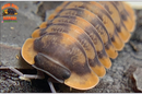 "Red Tiger" ULTRA-ULTRA RARE Designer Isopods (Cubaris sp) 6 Count