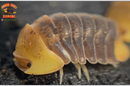 "Rubber Ducky OG " SOUGHT AFTER Designer Isopods (Cubaris sp)  6 Count