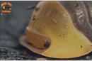 "Rubber Ducky OG " SOUGHT AFTER Designer Isopods (Cubaris sp)  6 Count