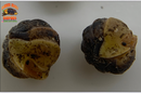 "Rubber Ducky OG " SOUGHT AFTER Designer Isopods (Cubaris sp)  6 Count