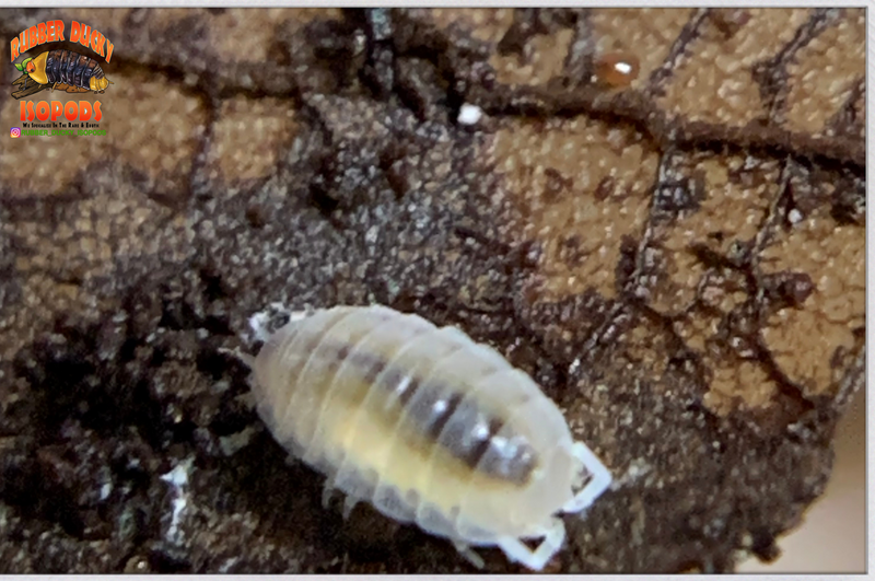 "Dwarf White" Small Clean Up Isopods (Trichorhina tomentosa) 20+ Count