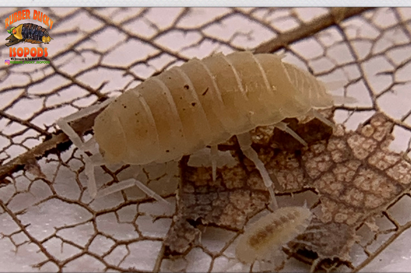 "White Out" Clean Up Crew Isopods (Porcellionides pruinosus) 10 Count