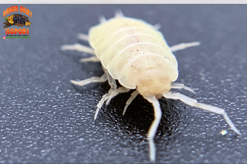 "White Out" Clean Up Crew Isopods (Porcellionides pruinosus) 10 Count