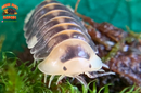 "White Rubber Ducky" High End Designer Isopods (Cubaris sp.) 6 Count