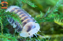 "White Rubber Ducky" High End Designer Isopods (Cubaris sp.) 6 Count
