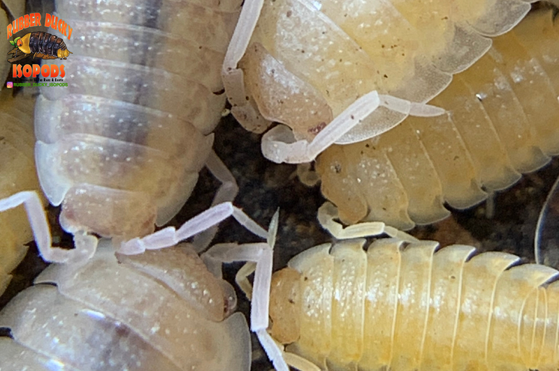 "Yellow Snow" Unique Clean Up Crew Isopods (Porcellio scaber) 10 Count