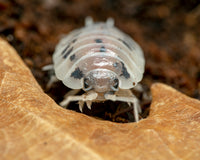 Dairy Cow Isopods Care Guide