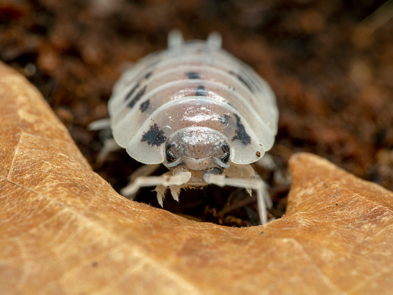 Official Dairy Cow Isopod Care Guide 2024