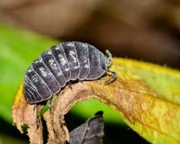 What Do Isopods Eat?