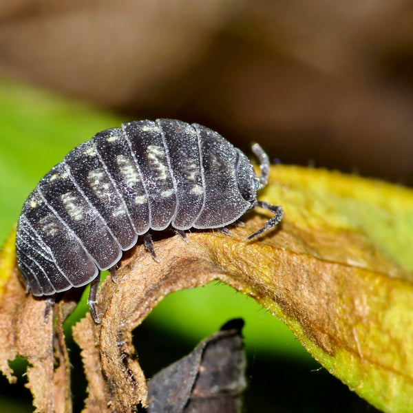 What Do Isopods Eat? How To Mimic Bio-Active Systems (In Nature)