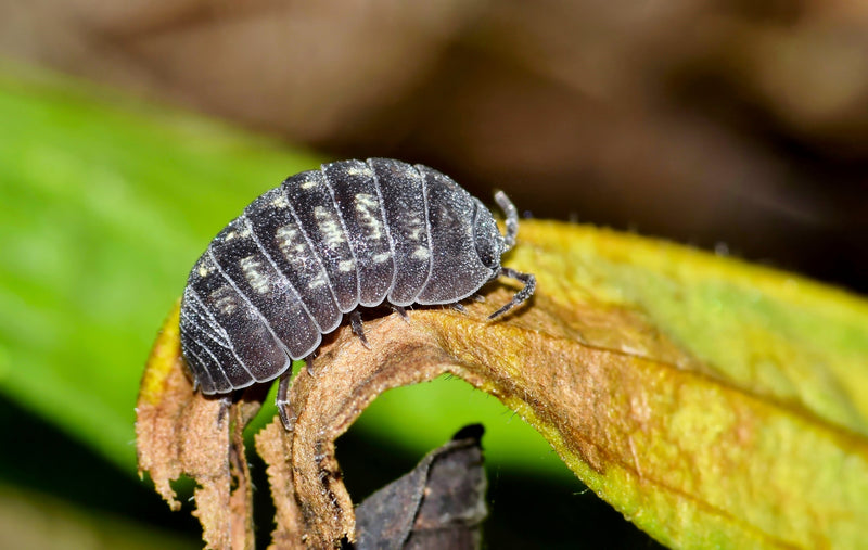 What Do Isopods Eat?