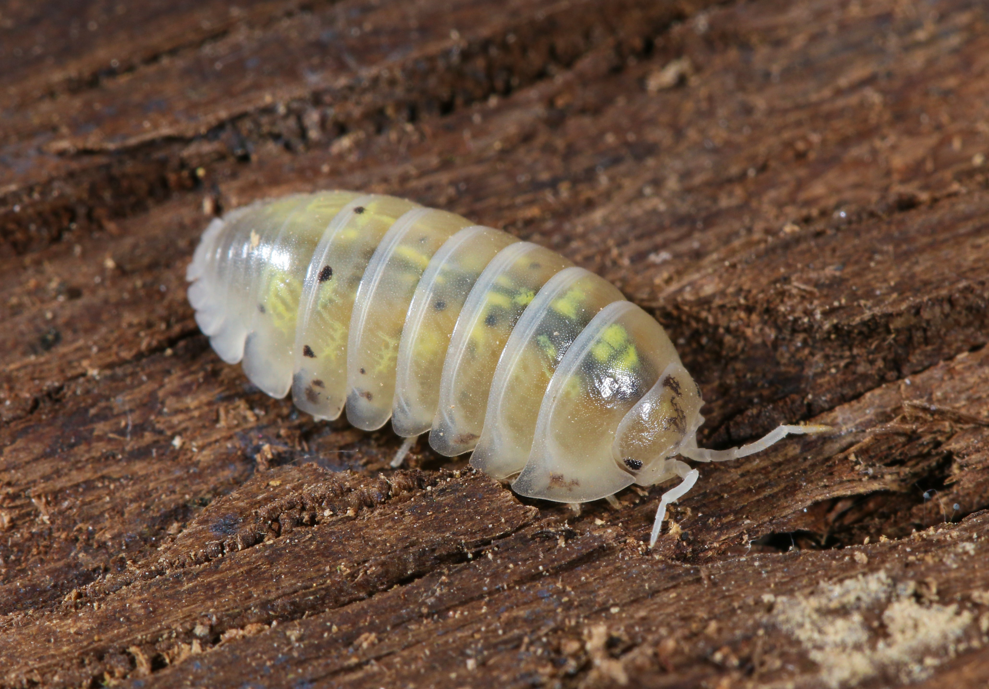 Official Japanese Magic Potion Isopods Care Guide 2024