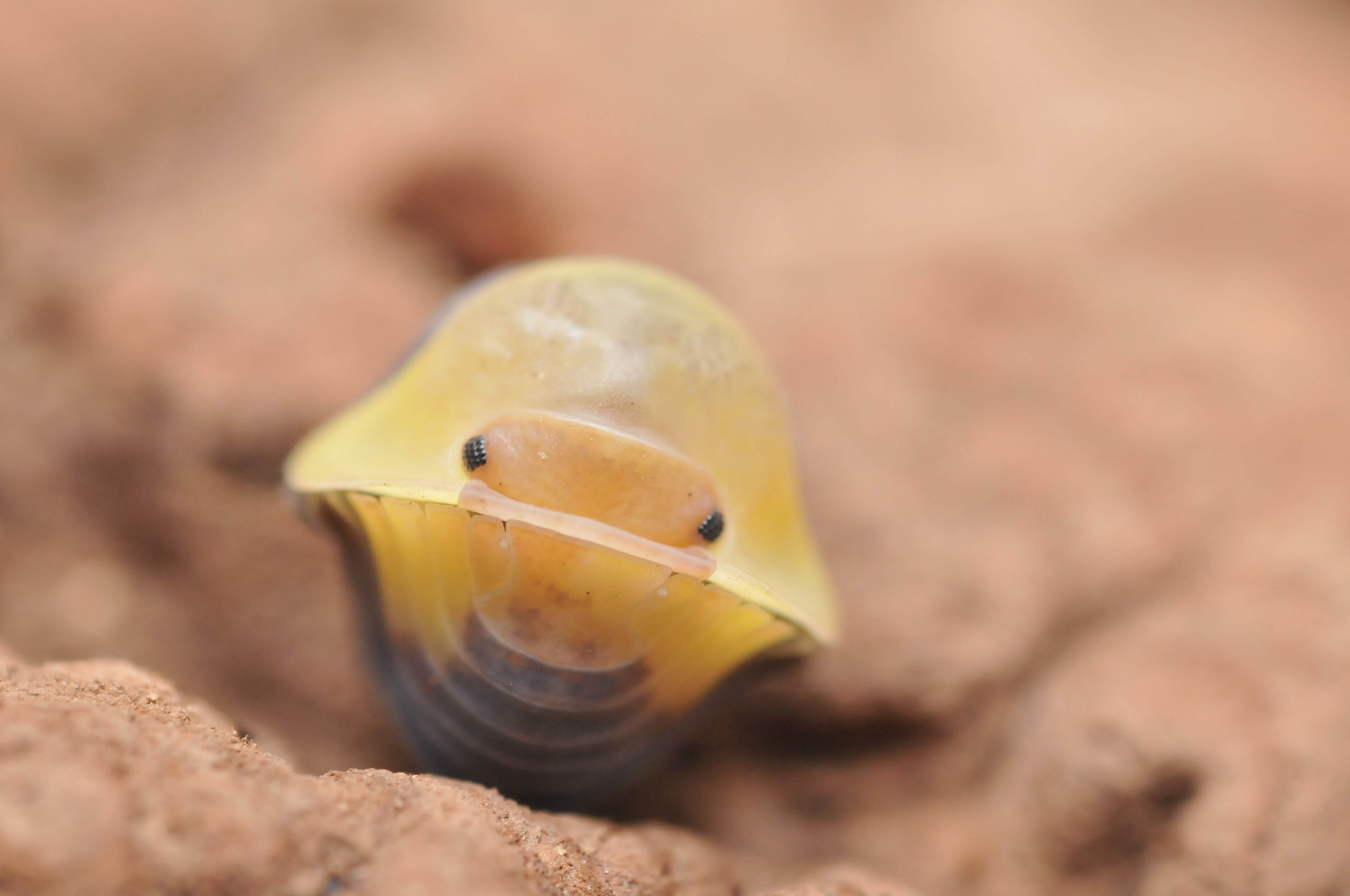 Official Rubber Ducky Isopods Care Guide 2024