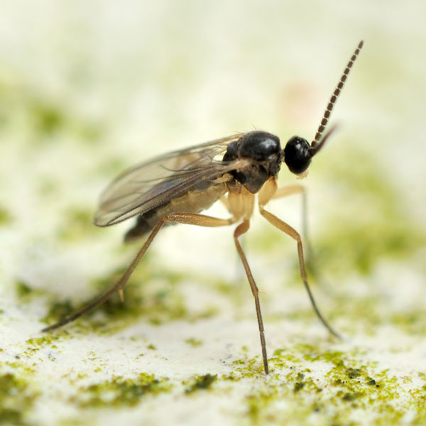 Managing Fungus Gnats When Building Isopod Soil Substrates