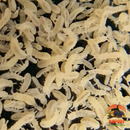 Springtail Biochar (Bamboo-Based) – Premium Springtail Charcoal & Soil Booster