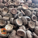 Acorn Caps | Natural Hides & Decor for Isopods, Springtails & Bioactive Setups