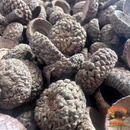 Acorn Caps | Natural Hides & Decor for Isopods, Springtails & Bioactive Setups