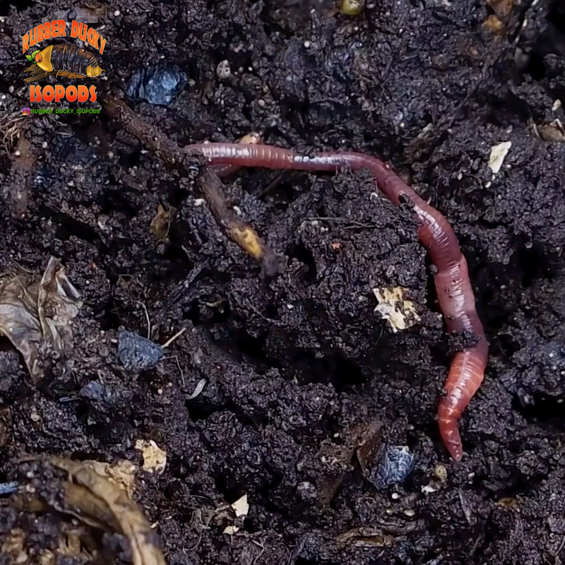 Worm Castings | Organic Microbe-Rich Soil for Isopods & Plants