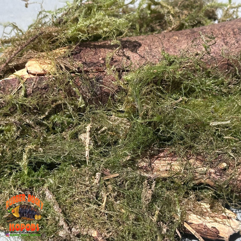 Mossy Sticks — Natural Decor Meets Organic Snack