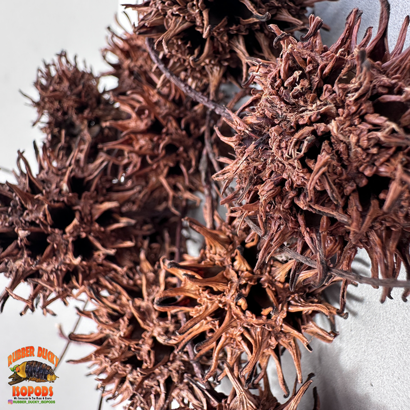 Sweet Gum Balls | Spiky Natural Decor for Isopods, Springtails & Bioactive Setups