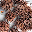 Sweet Gum Balls | Spiky Natural Decor for Isopods, Springtails & Bioactive Setups