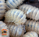 "Pineapple" Isopods (Cristarmadillidium muricatum) – Adult Dwarf Isopod Colony for Bioactive Terrariums