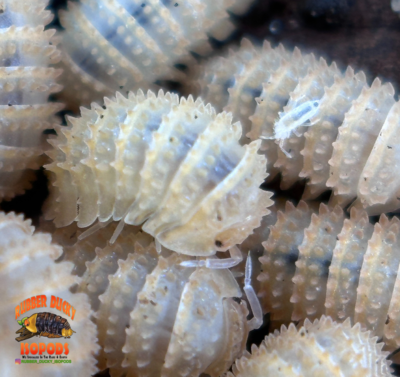 "Pineapple" Isopods (Cristarmadillidium muricatum) – Adult Dwarf Isopod Colony for Bioactive Terrariums
