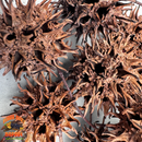 Sweet Gum Balls | Spiky Natural Decor for Isopods, Springtails & Bioactive Setups