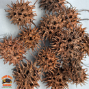 Sweet Gum Balls | Spiky Natural Decor for Isopods, Springtails & Bioactive Setups
