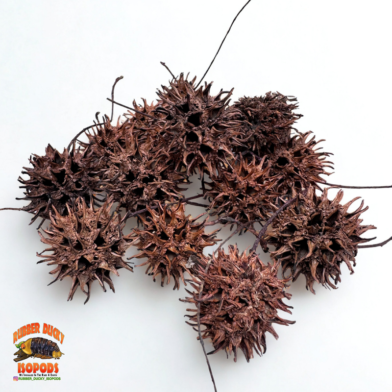 Sweet Gum Balls | Spiky Natural Decor for Isopods, Springtails & Bioactive Setups