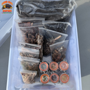 Bioactive Complete Isopod Habitat Kit