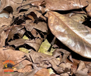 Mixed Leaf Litter | Magnolia & Pin Oak Blend (1 or 2 Gallons)