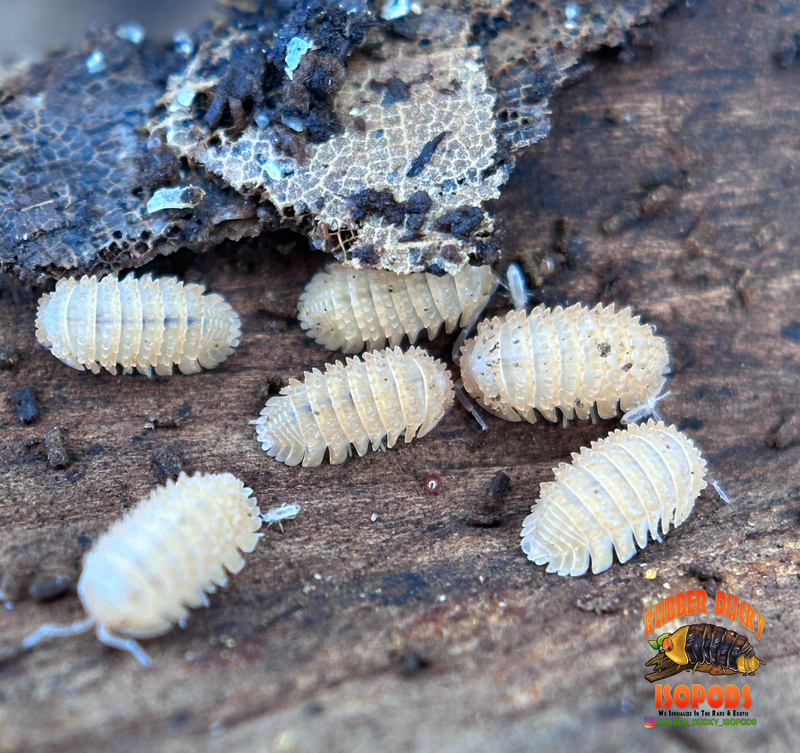 "Pineapple" Isopods (Cristarmadillidium muricatum) – Adult Dwarf Isopod Colony for Bioactive Terrariums